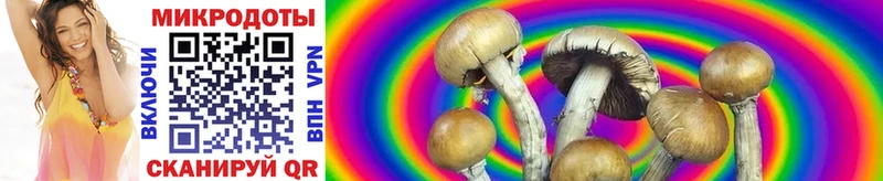 Галлюциногенные грибы Psilocybine cubensis Улан-Удэ